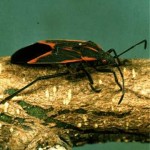 box elder beetle