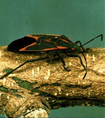 Box Elder Bugs: The Red Black Beetle Menace