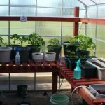 greenhouse interior shelving